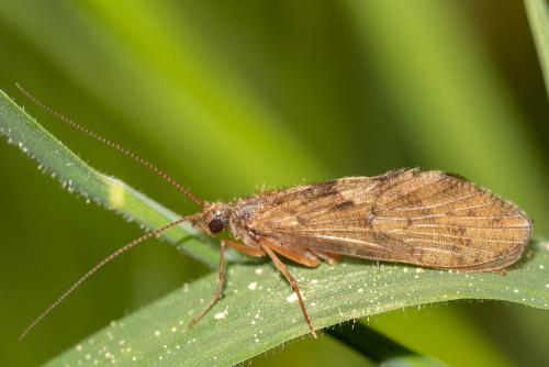 Rhyacophila sp.